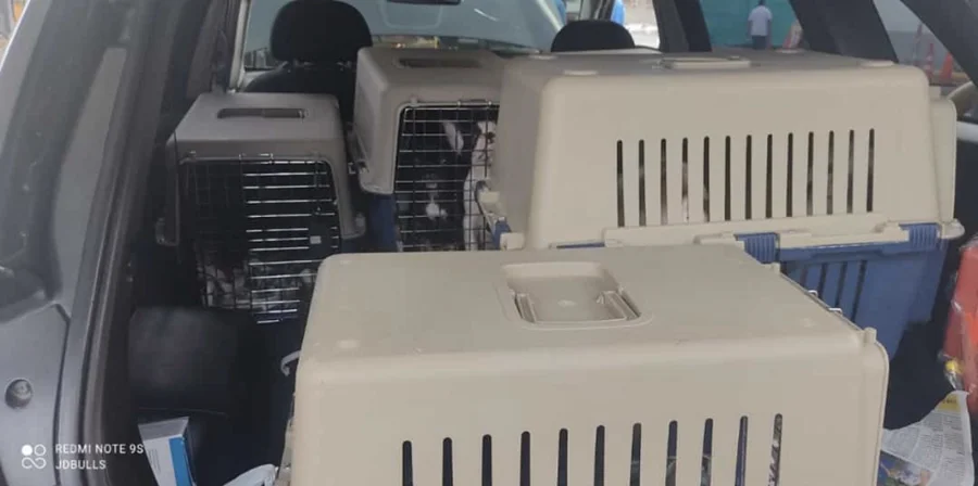 Transporte terrestre de cachorros en guacal