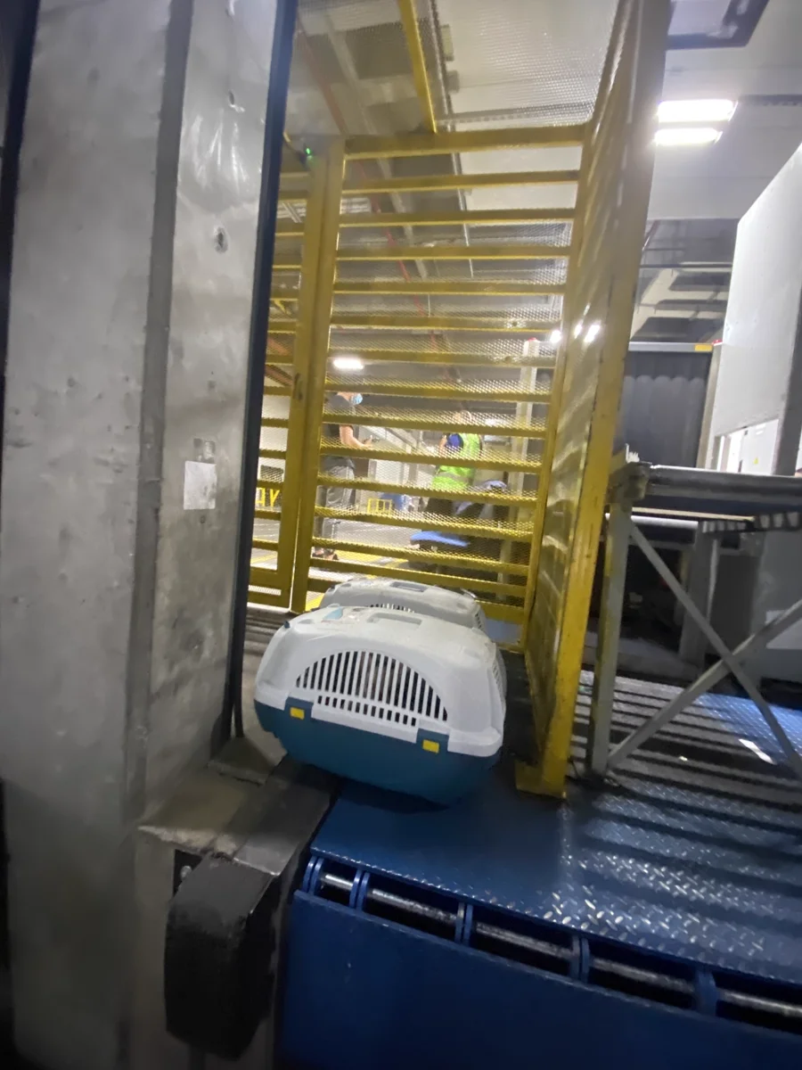 Entrega de cachorro verificada