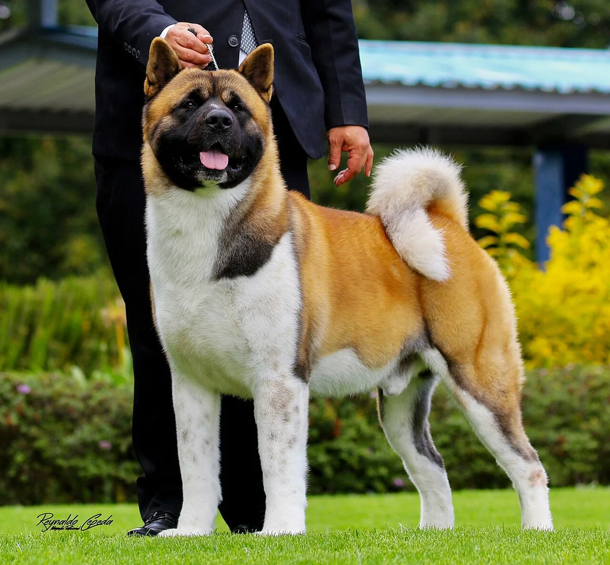 Cachorro Akita Americano en Armenia