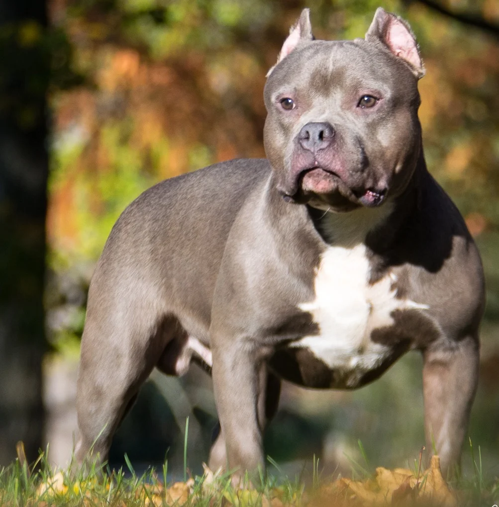Cachorro American Bully en Armenia
