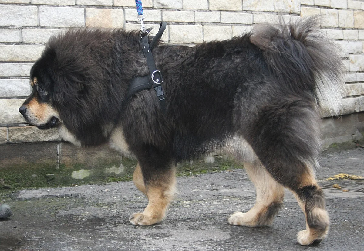 Cachorro Bernés de la Montaña en Armenia