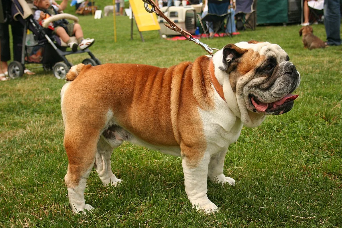Cachorro Bulldog Inglés en Armenia