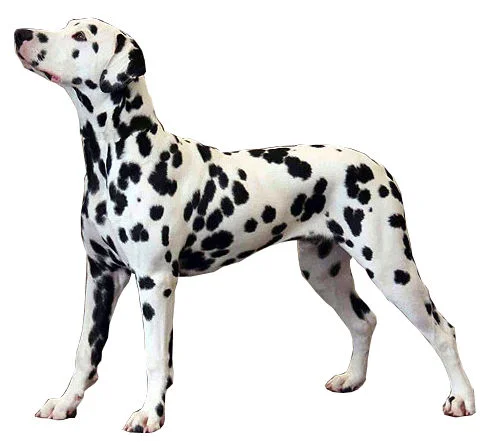 Cachorro Dálmata en Armenia