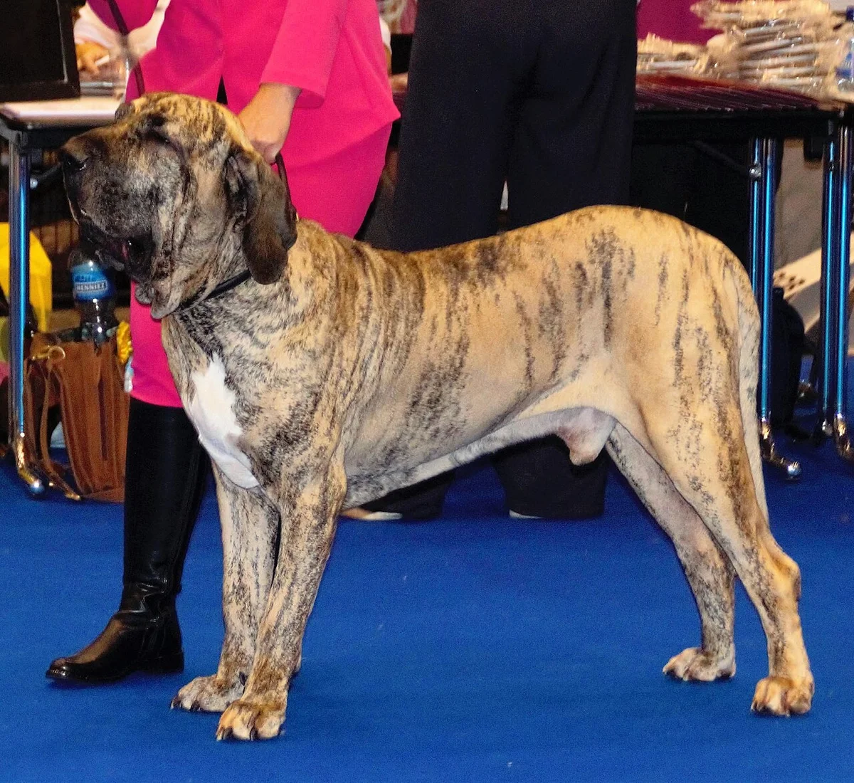 Cachorro Fila Brasileiro en Armenia