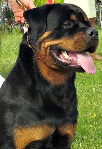 Cachorro Rottweiler en Armenia