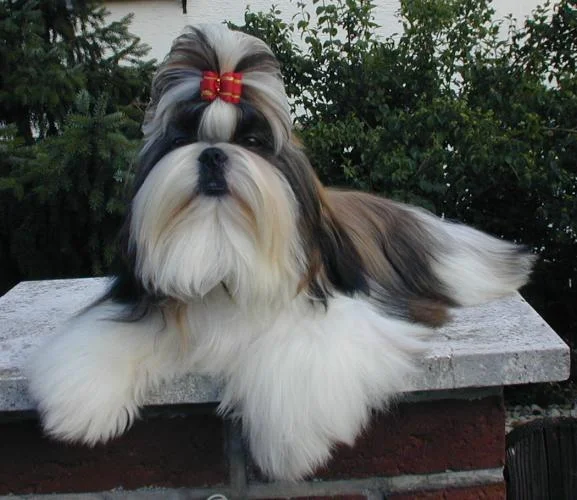 Cachorro Shih Tzu en Armenia