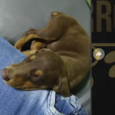 Doberman cachorro entregado