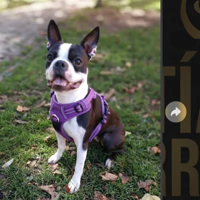 Boston Terrier 2 años después