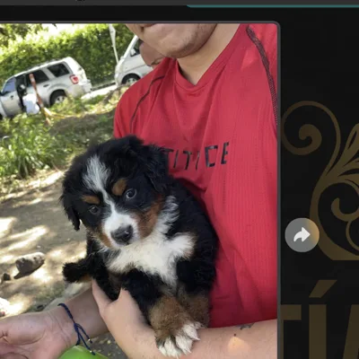 Bernés de la Montaña entregado